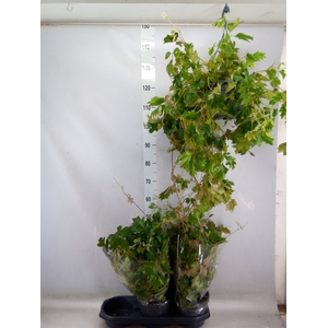 Cissus rhombifolia 'Ellen Danica'