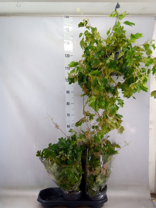 <h4>Cissus rhombifolia 'Ellen Danica'</h4>