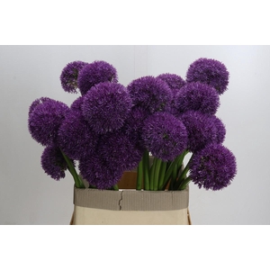 Allium Grootbloemig