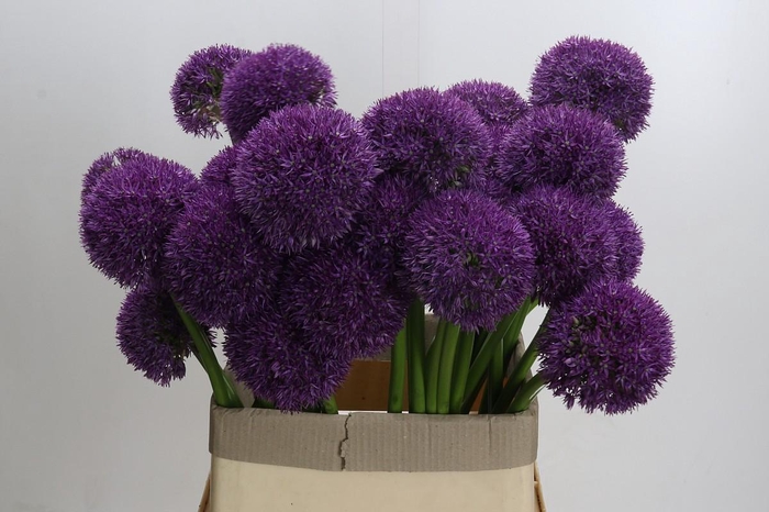 Allium Grootbloemig