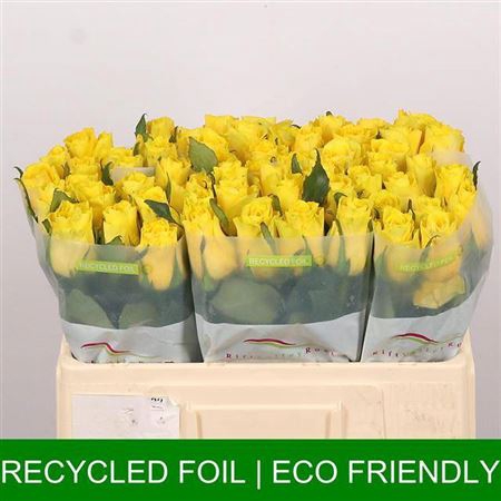 <h4>Rosa a grande fleur Goldfinch</h4>