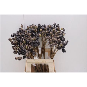 Rozenbottel Grof Groen/paars