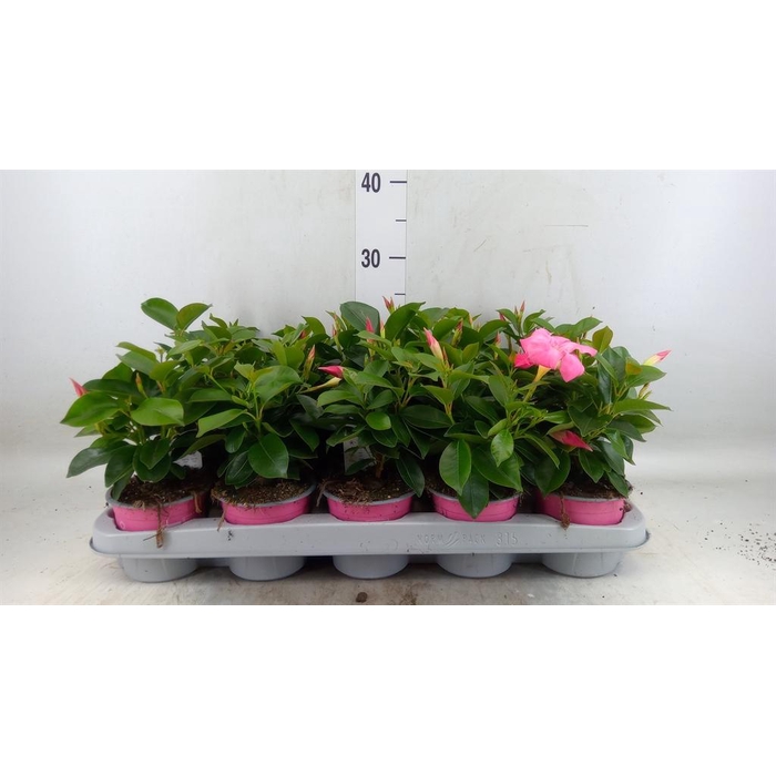 <h4>Mandevilla sand. 'Rio Pink'</h4>