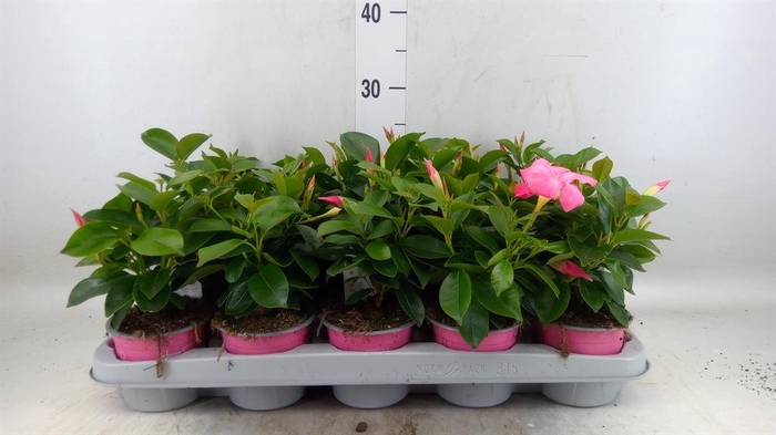 Mandevilla sand. 'Rio Pink'