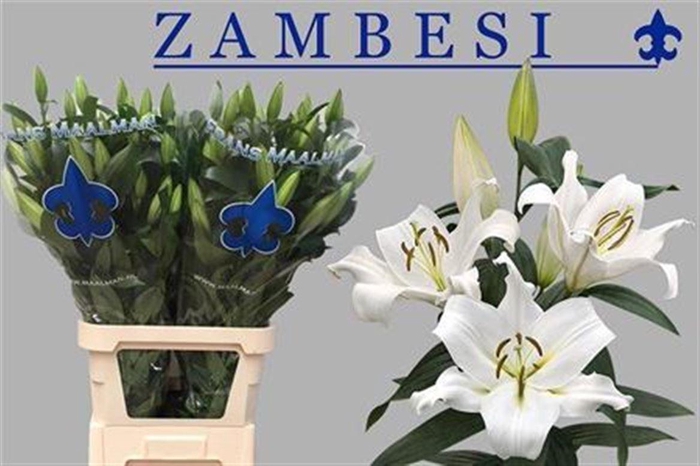 <h4>Li Ot Zambesi 5+</h4>
