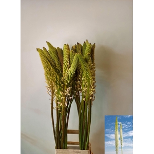 EREMURUS HIMALAICUS