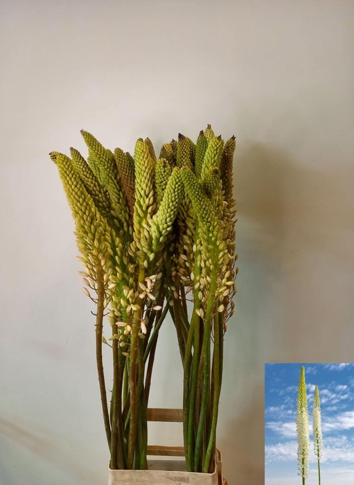 <h4>EREMURUS HIMALAICUS</h4>