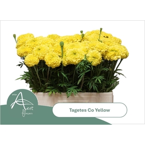 TAGE E  CO YELLOW