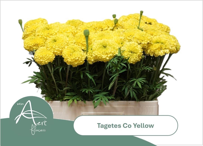 <h4>TAGE E  CO YELLOW</h4>
