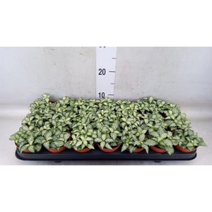 Fittonia  'Mosaic White Tiger'