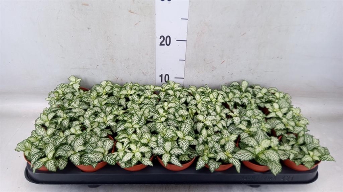 <h4>Fittonia  'Mosaic White Tiger'</h4>