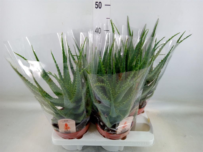 <h4>Aloe arborescens</h4>