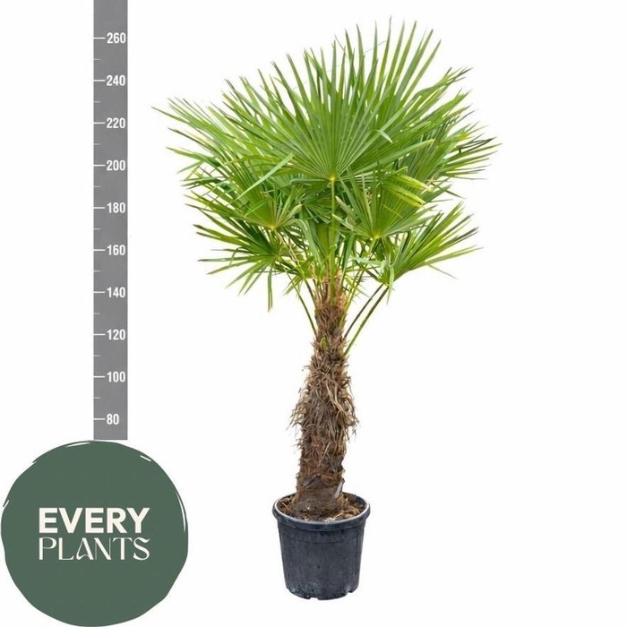 <h4>TRACHYC FORTUNEI</h4>