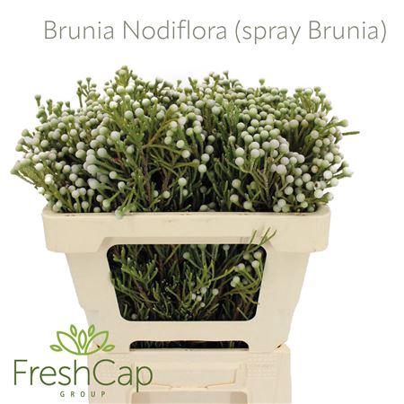 <h4>Brunia Nodiflora (spray Brunia)</h4>