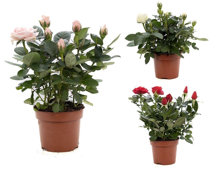 <h4>Rosa gemengd P&PURE Collection</h4>