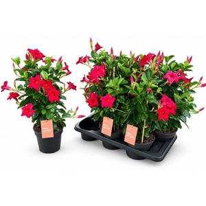 MANDE SUN RED