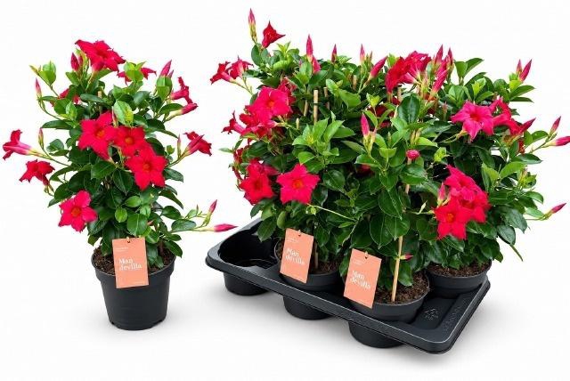 <h4>MANDE SUN RED</h4>