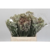 Anigozanthos Cape Gray Moss