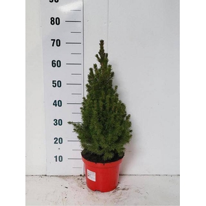 PICEA GL CONICA