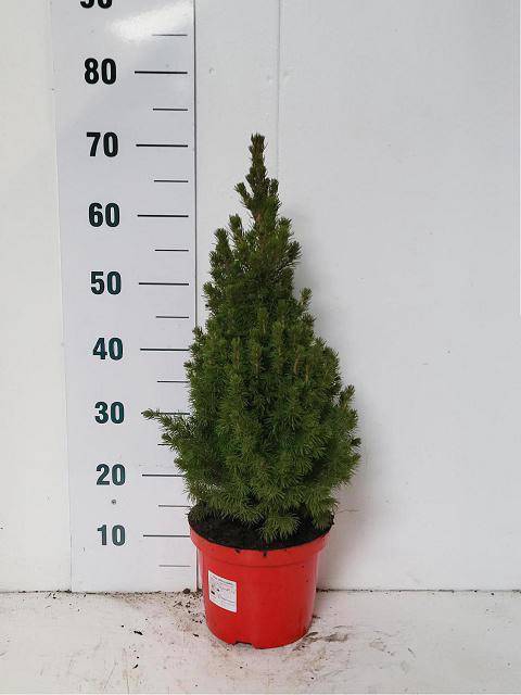 <h4>PICEA GL CONICA</h4>