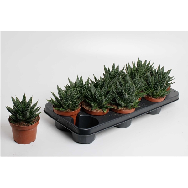 <h4>Gasteraloe 'Apollo</h4>