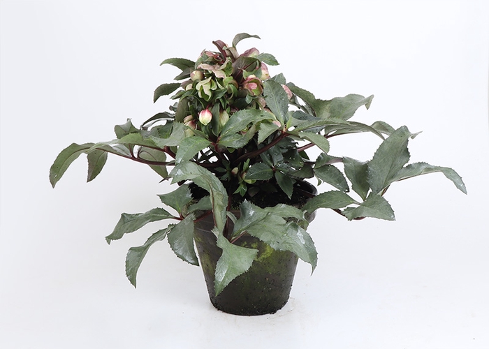 HELLEBORUS X ERICSMITHII P20