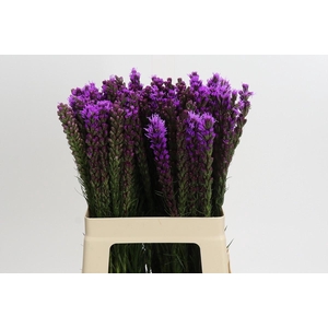 Liatris Callilepis