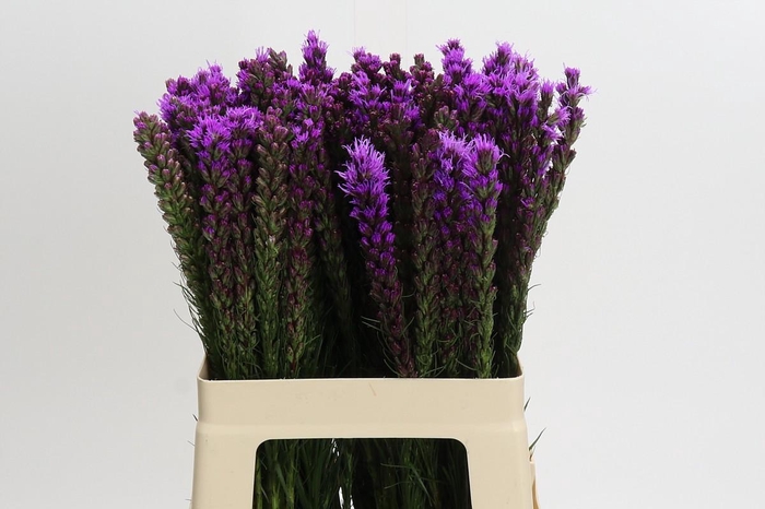 <h4>Liatris Callilepis</h4>