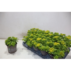 arr8 Sedum Kamtschaticum