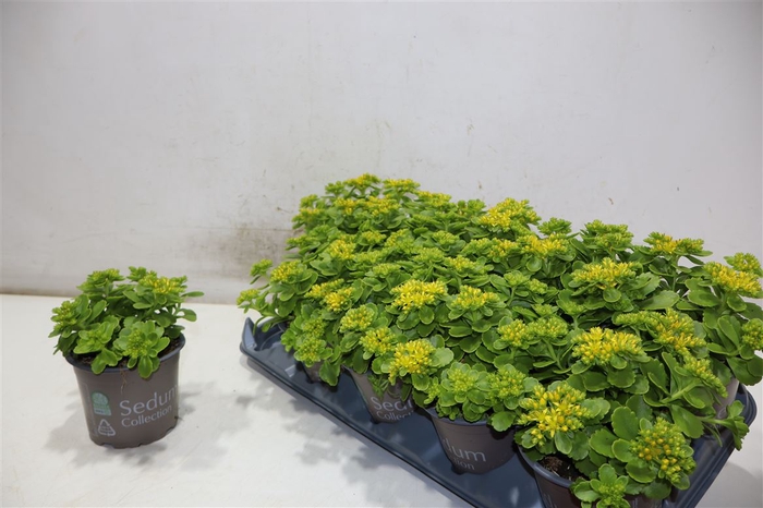 <h4>arr8 Sedum Kamtschaticum</h4>