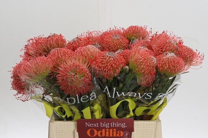 <h4>LEUCO AYOBA PINK</h4>