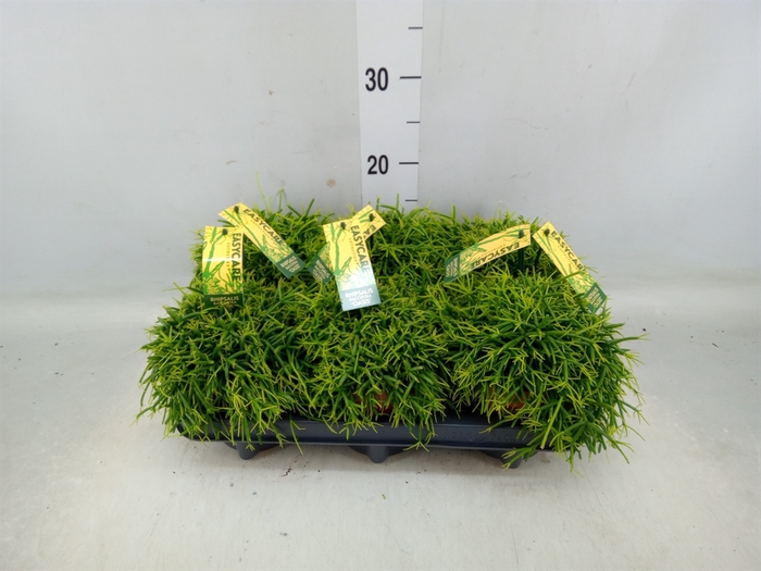 <h4>Rhipsalis baccifera 'Oasis'</h4>