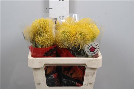 <h4>Leuco Co High Gold</h4>