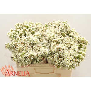 CHAMELAUCIUM 'DAWN PEARL'