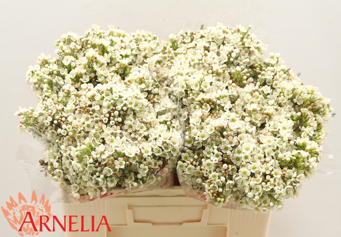 <h4>CHAMELAUCIUM 'DAWN PEARL'</h4>