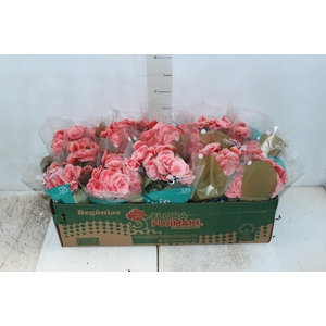 BEGONIA BORIAS P11