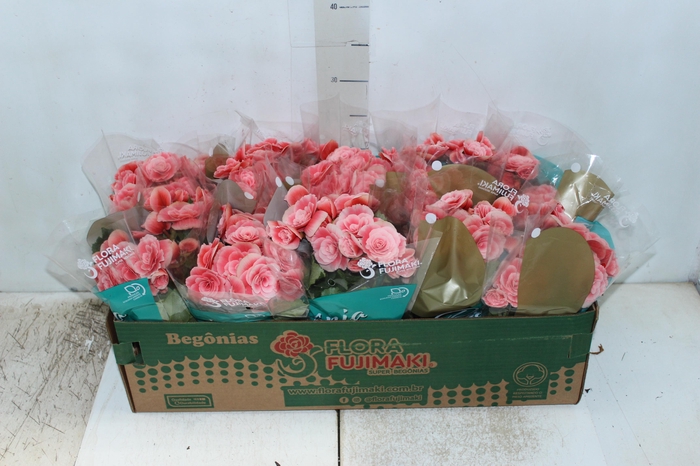 <h4>BEGONIA BORIAS P11</h4>