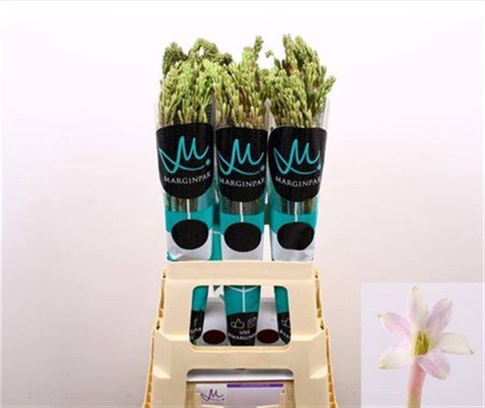 <h4>Poliant Tu Elsa Blus</h4>