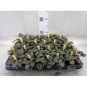 Peperomia albov. 'Piccolo Banda'