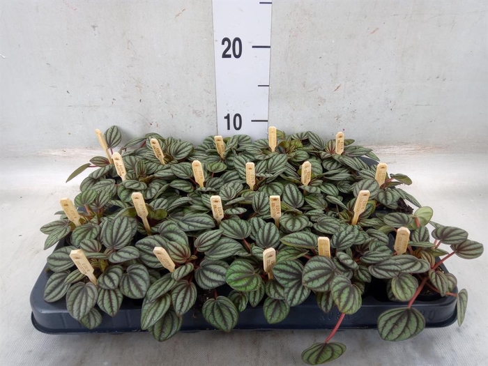 <h4>Peperomia albov. 'Piccolo Banda'</h4>