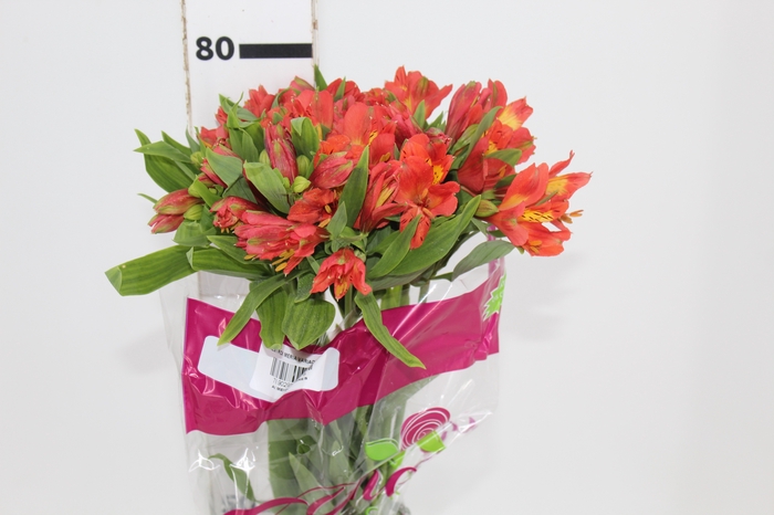 <h4>ALSTROEMERIA TROPICANA 080 CM</h4>