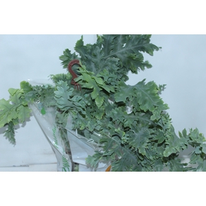 PHLEBODIUM AUREUM DAVANA C21