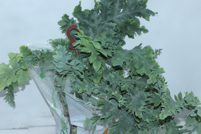 <h4>PHLEBODIUM AUREUM DAVANA C21</h4>