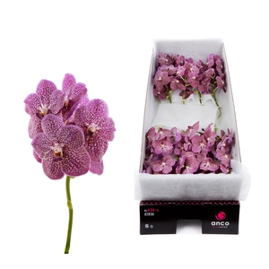 Vanda Tropical Punch x20