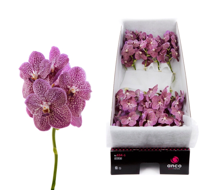 <h4>Vanda Tropical Punch x20</h4>
