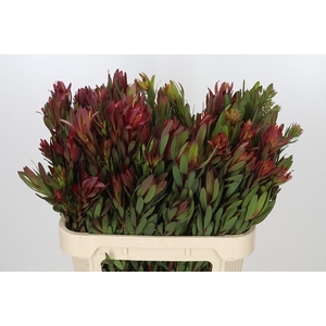 Leucadendron Safari Sunset Spray