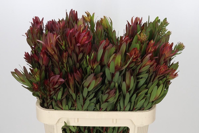 <h4>Leucadendron Safari Sunset Spray</h4>
