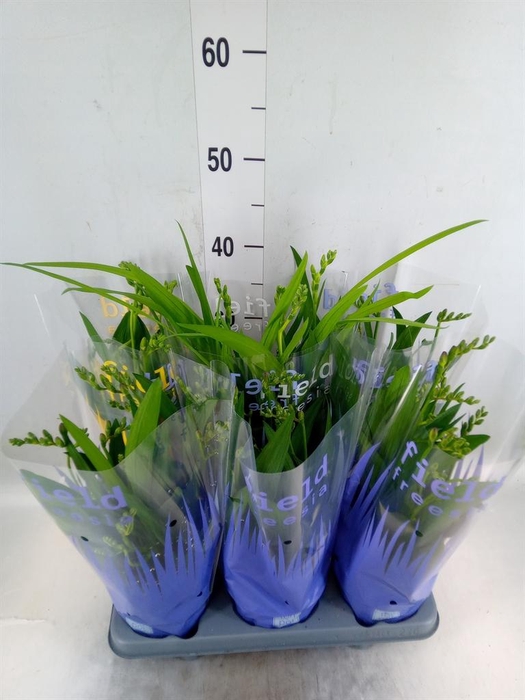 <h4>Freesia   ...</h4>