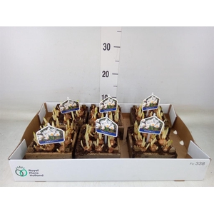 Arr.   Bol/Knolgewas L%