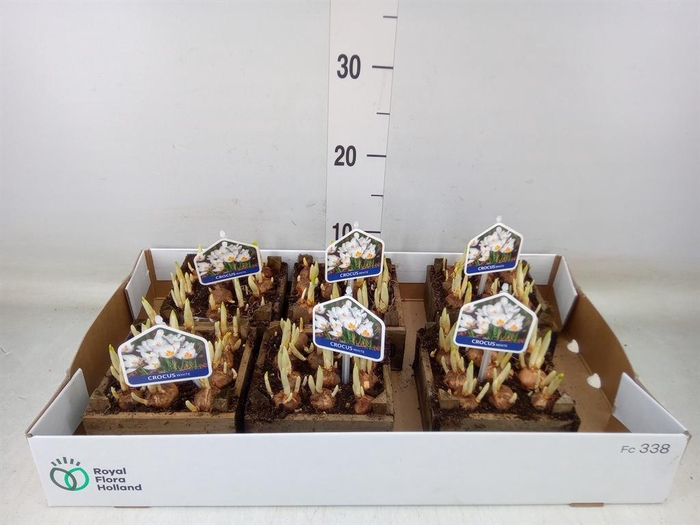 <h4>Arr.   Bol/Knolgewas L%</h4>